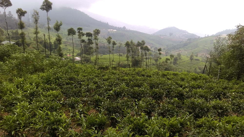 9 Acre land for sale in Ooty